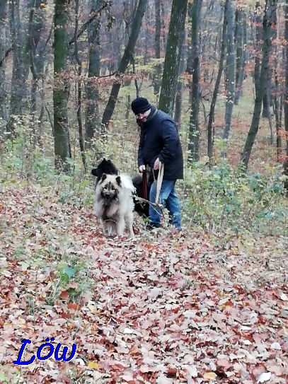 14.11.2020 - Waldläufer